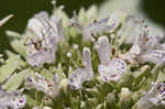 Clustered mountainmint